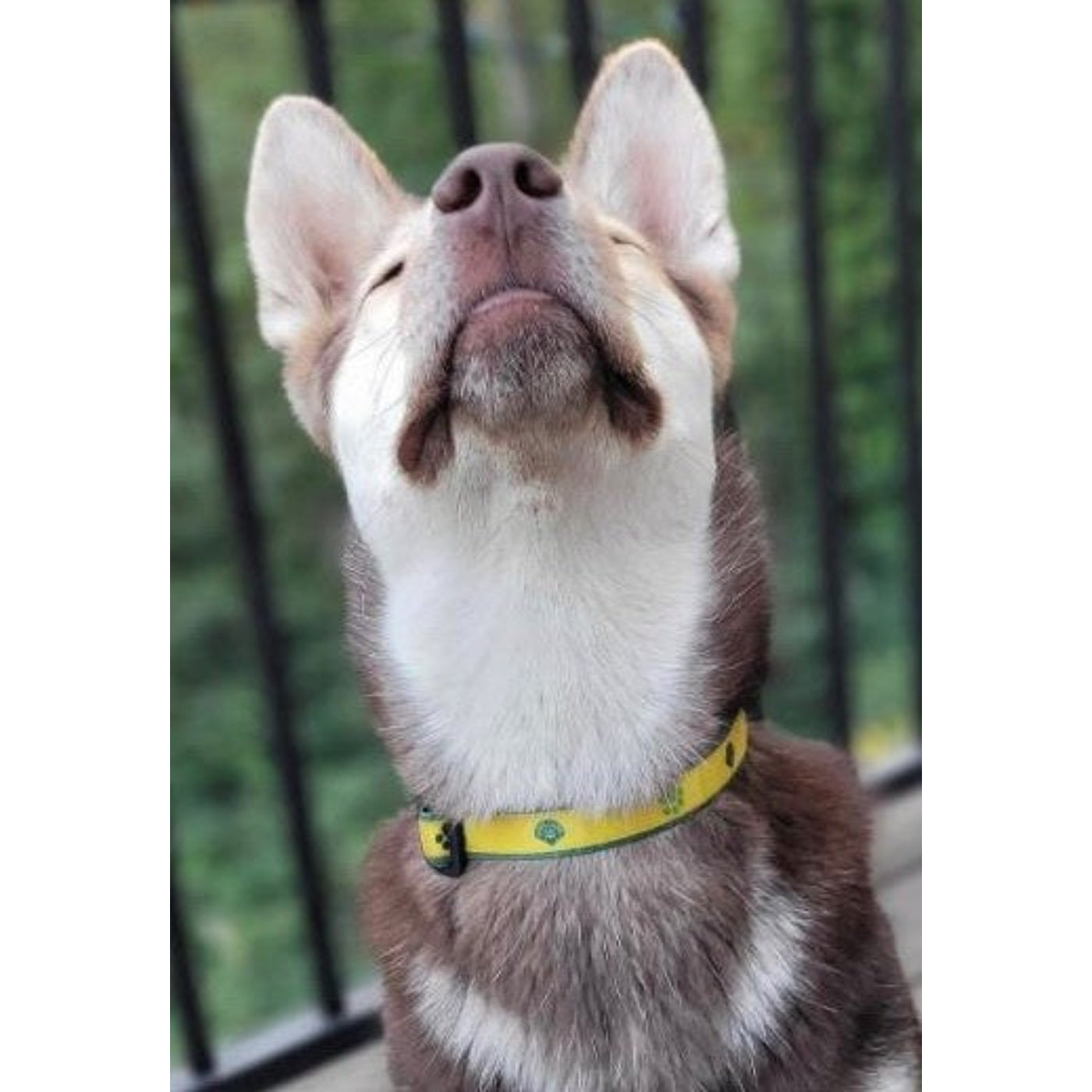 Fur Baby Collar