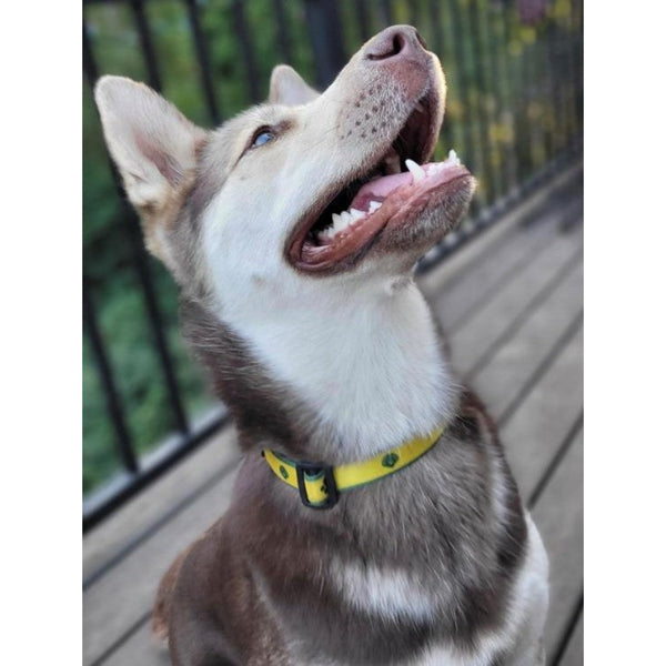 Fur Baby Collar